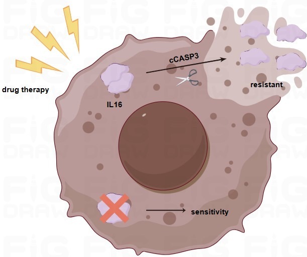 Graphical summary of the featured article about IL16 and chemotherapeutic drug sensitivity